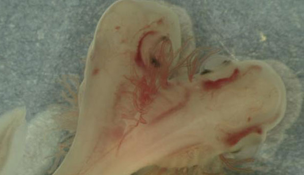 tiburon-dos-cabezas-2