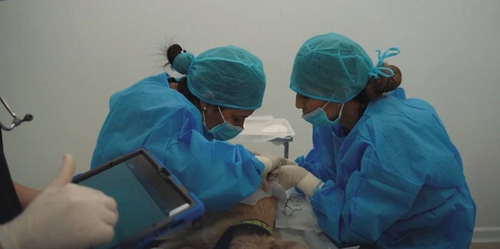 Bienestar Animal realiza jornadas de castración y esterilización