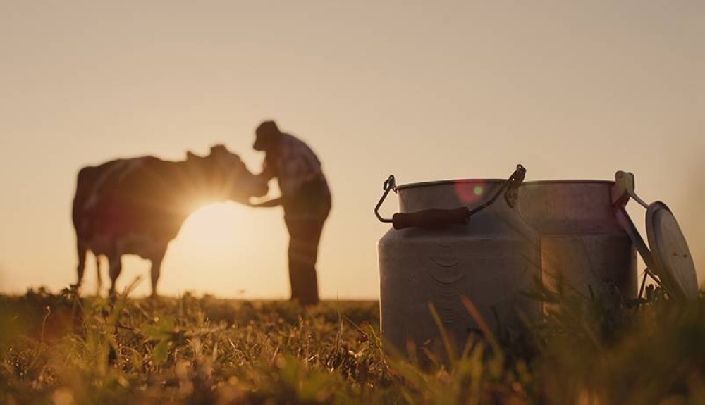 Industria lechera prevé un crecimiento de 30 % en la producción en 2025