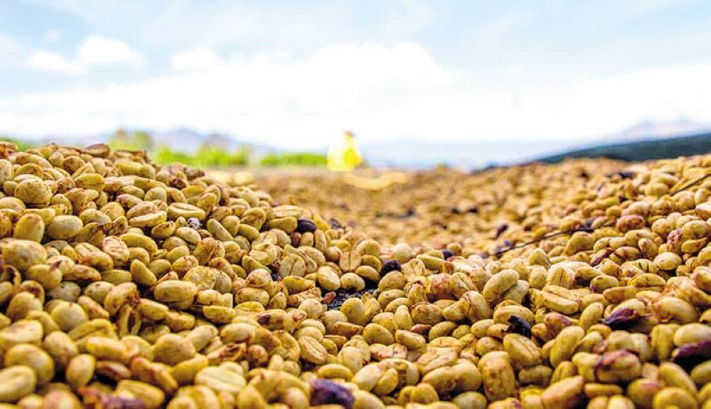 El 60 % del café importado que consumen los salvadoreños procede de Nicaragua y Guatemala