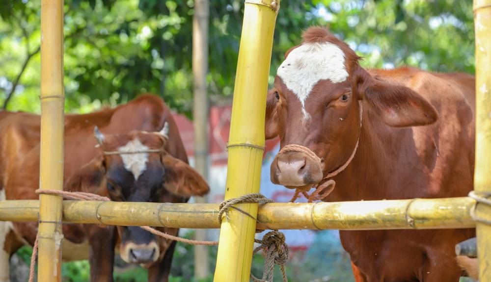Mesa Agropecuaria llama a realizar chequeos en ganado y pide al MAG medidas "urgentes" ante el gusano barrenador