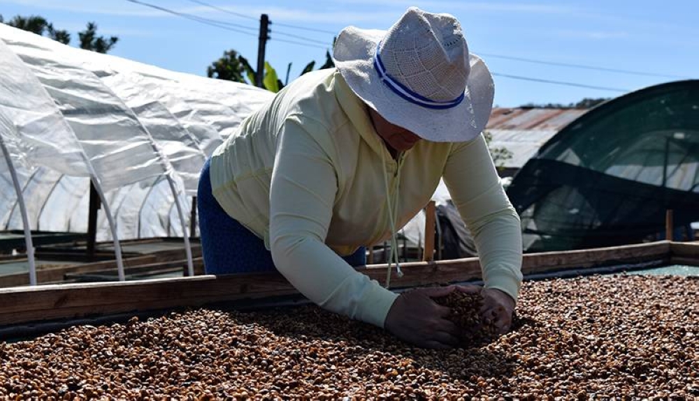 Precio histórico del café no beneficia a caficultores salvadoreños