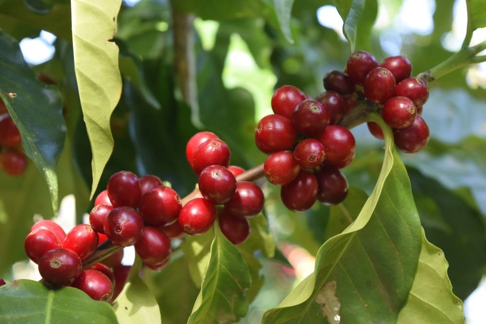 Acafesal prevé una caída del 35 % en la producción de café 2024-2025