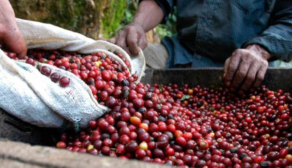 Los precios del café retroceden por presiones de inversionistas