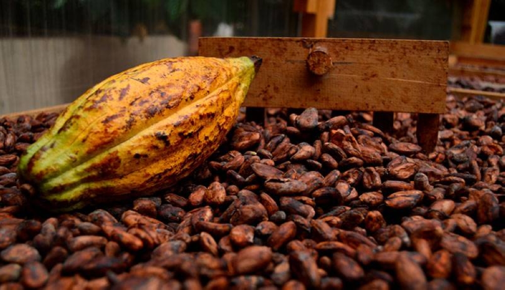 Las exportaciones de cacao salvadoreño alcanzaron su máximo histórico en 2024