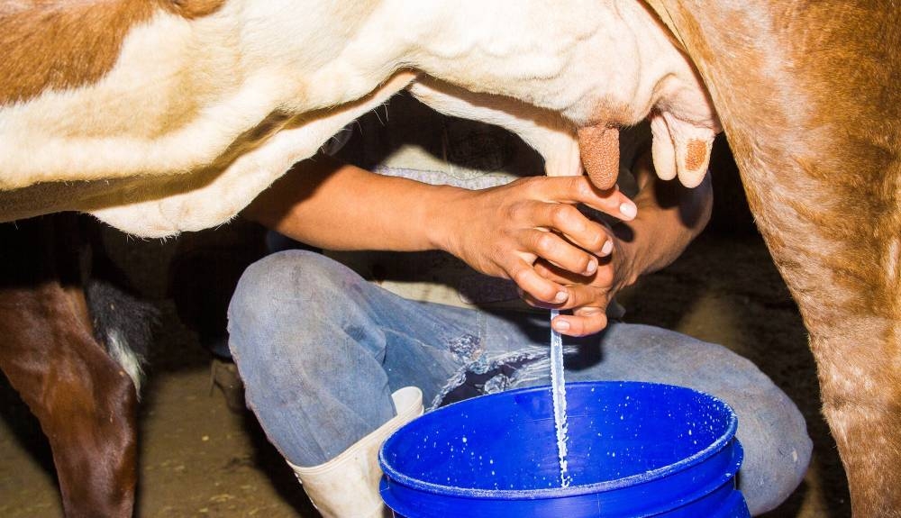 La producción de leche ha disminuido un 15 % en las granjas salvadoreñas