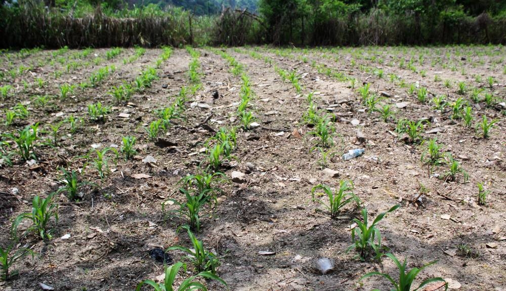 Piden a los productores retrasar la siembra de granos básicos hasta finales de junio