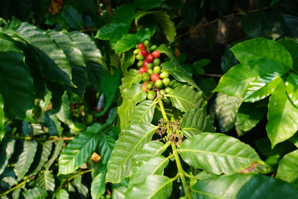 Productores advierten de daños en los cultivos de café por lluvias