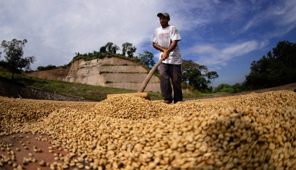 El 99 % de las fincas han reducido la mano de obra según Acafesal