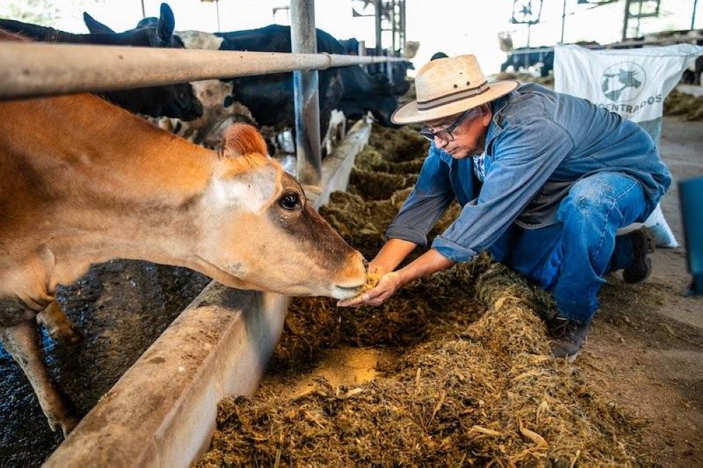 MAG presenta nueva Ley de protección a la sanidad vegetal, salud animal e inocuidad de alimentos no procesados