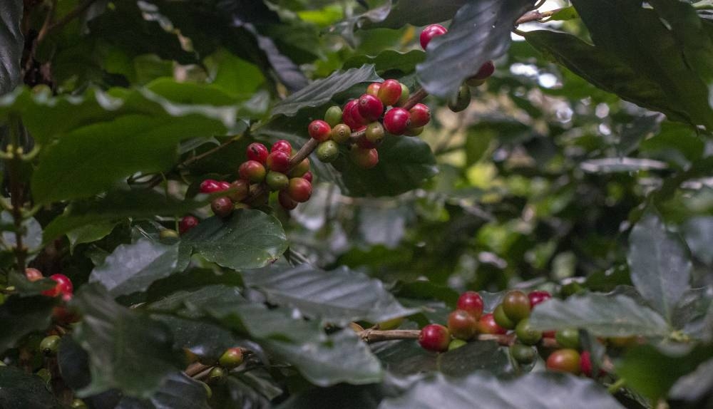 ISC entregará insumos para enfrentar daños en 17,000 manzanas de café por lluvias atípicas