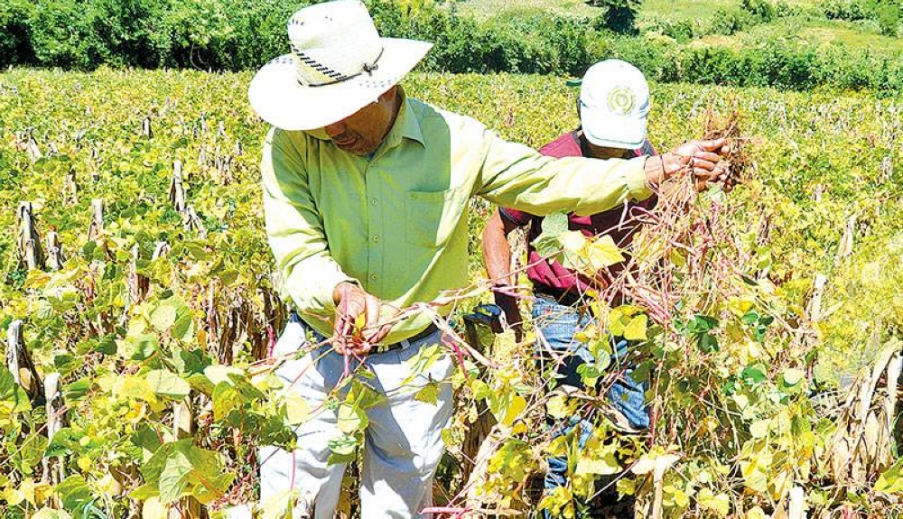 Los agricultores de granos básicos se redujeron en 30 % en las últimas dos décadas, según gremial
