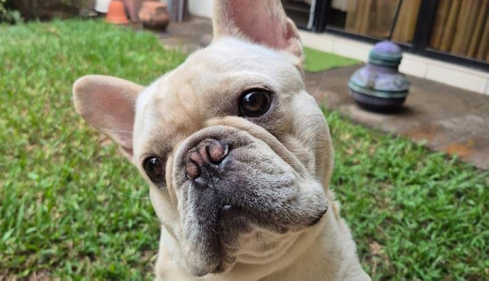 La venta de alimentos para mascotas creció 58 % en El Salvador entre 2022 y 2024