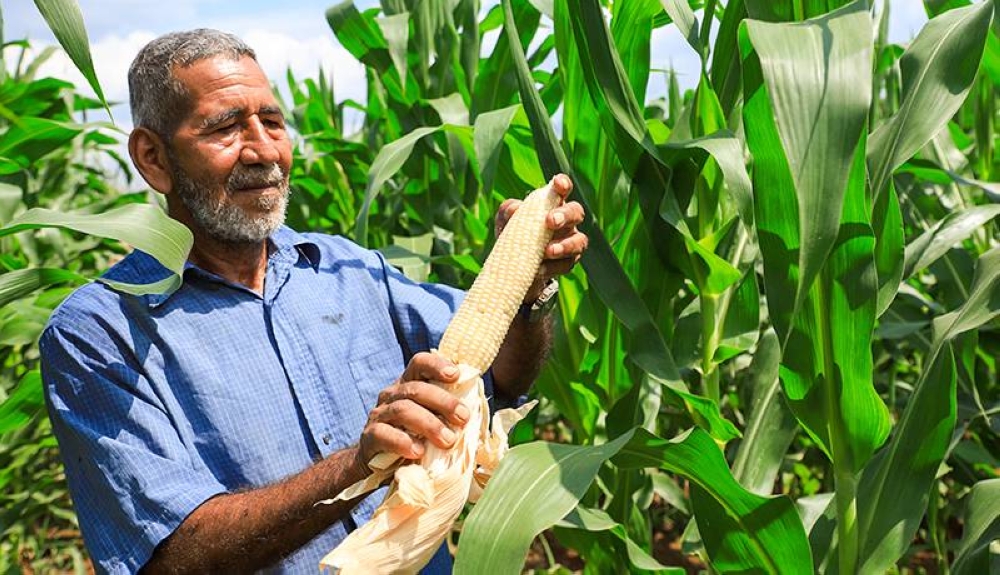 Productores salvadoreños comienzan a cultivar un híbrido de maíz resistente a sequía