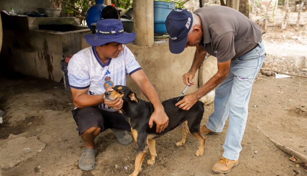 Un perro en Morazán fue el segundo caso positivo de gusano barrenador en El Salvador