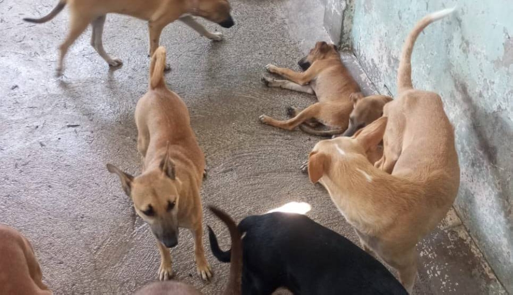 ¿Cómo prevenir o tratar el gusano barrenador en mascotas? Esto dice un veterinario de la UES
