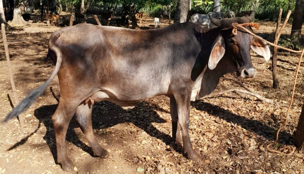 Oirsa aclara que "no se va a enfermar por comer carne con gusano barrenador"