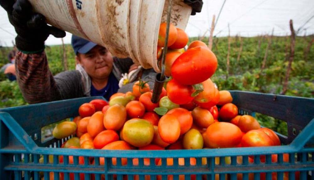México pagará un arancel del 17 % por la exportación de tomates