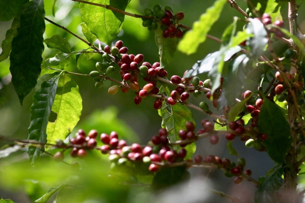 Cafetaleros advierten de inicio de canícula y piden suspender siembra de árboles