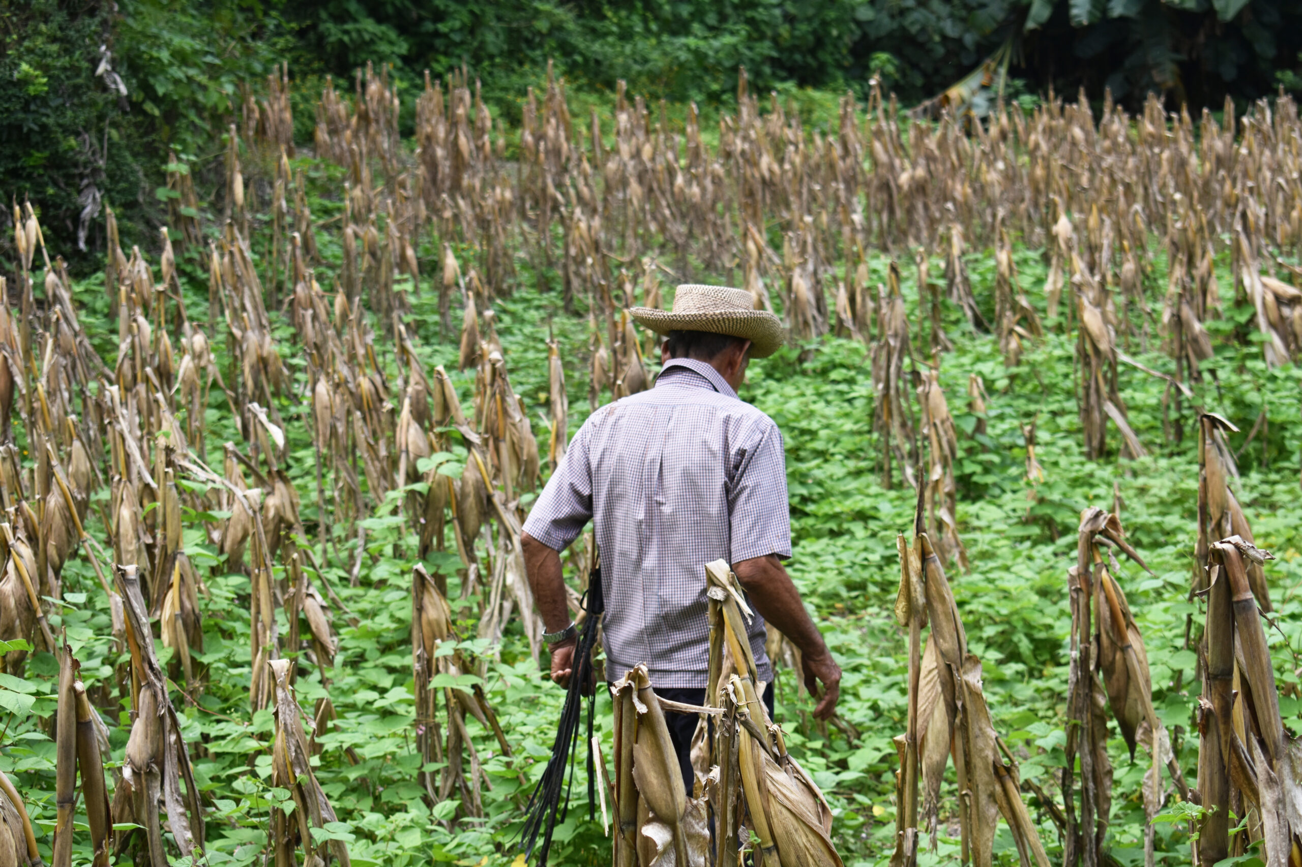 Altas temperaturas favorecerían la propagación de plagas en cultivos en El Salvador, según Fews Net