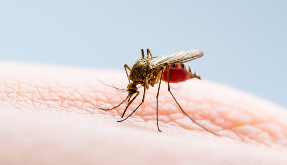 Estos son los departamentos más afectados por el dengue