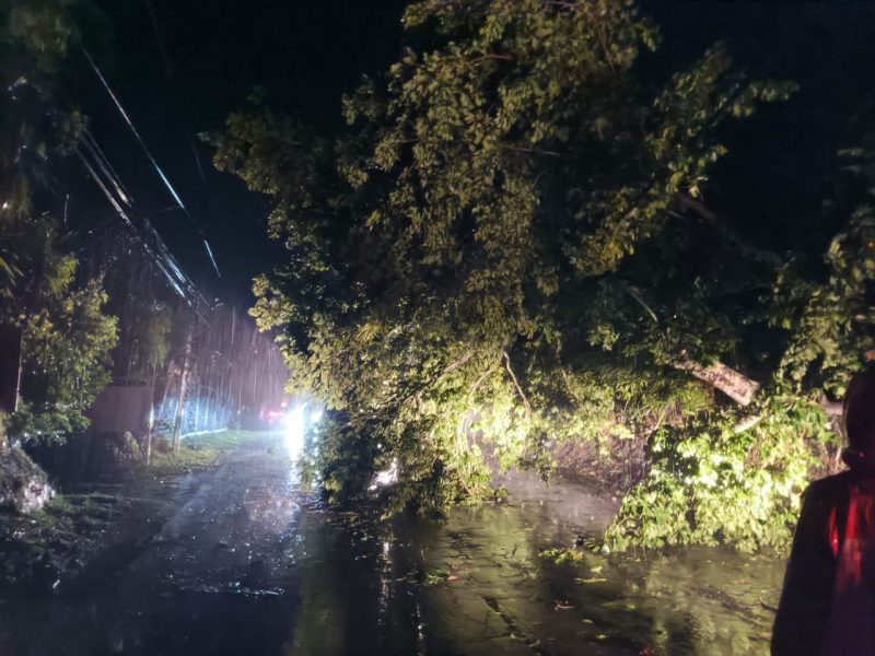 Entre los impactos de la lluvia se estiman arboles caídos, dice Marn/ Foto Obras Públicas.