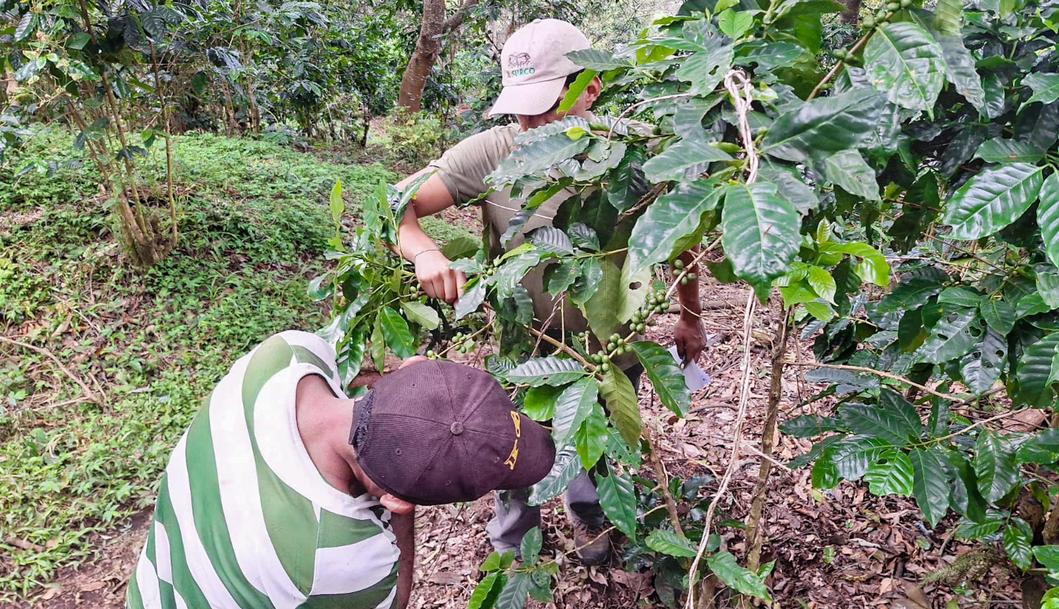 Cafetaleros esperan que incremento al salario mínimo incentive la mano de obra en el sector
