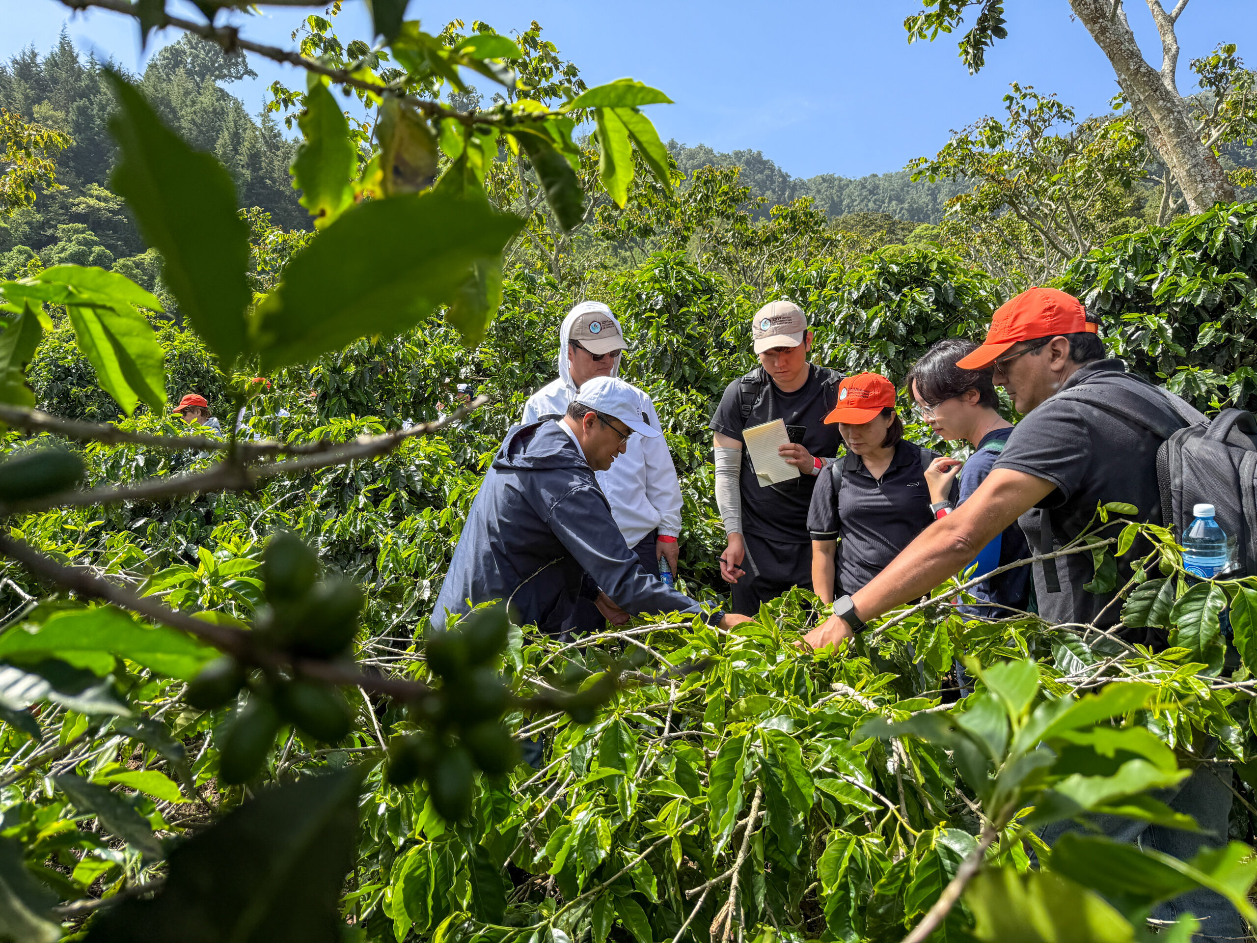 Expertos de Europa y Asia recorren una finca salvadoreña para conocer avances en mejora genética y adaptación climática