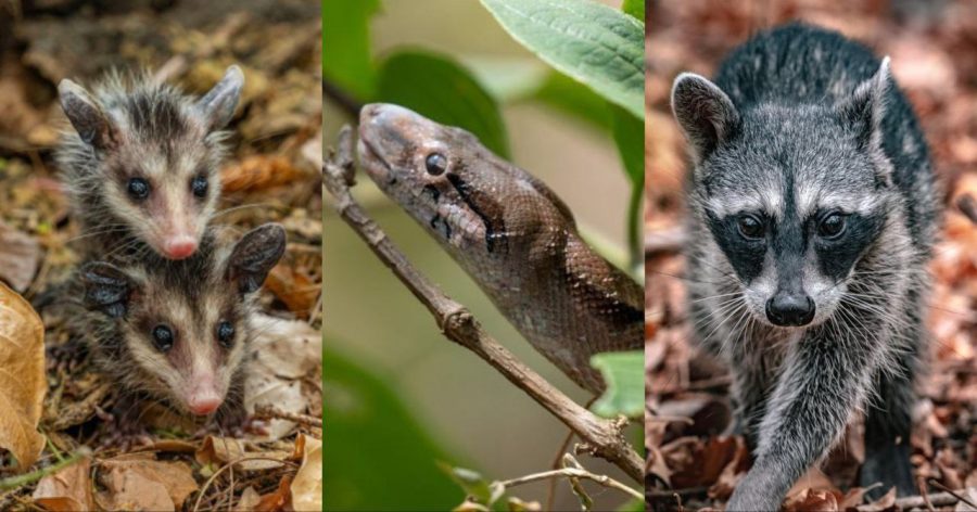 ¿Qué hacer si tacuazines, mapaches o serpientes aparecen en las casas?, esto recomienda Medio Ambiente