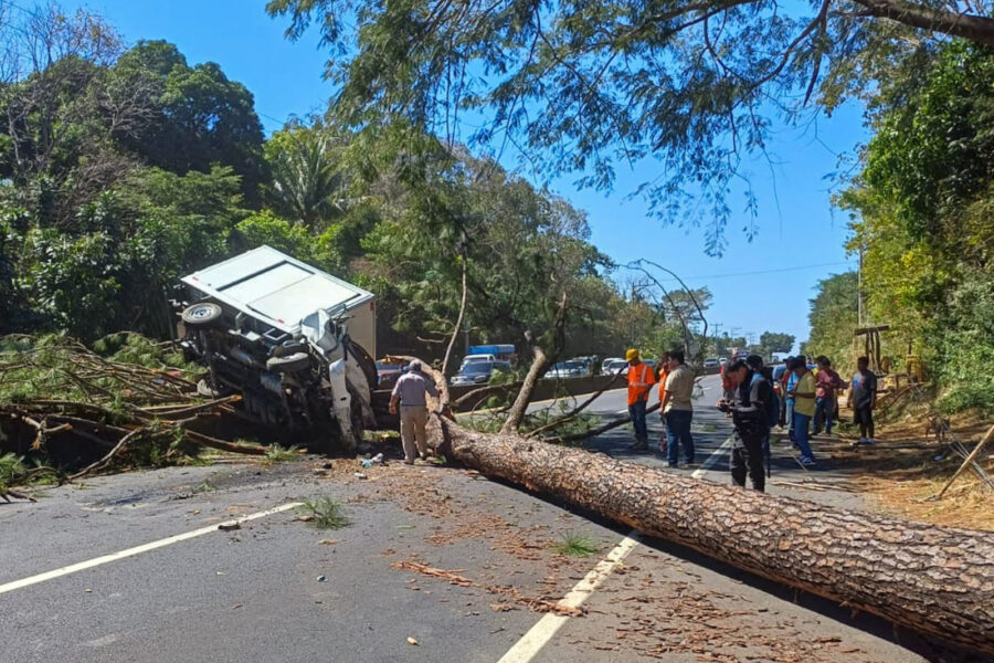 Árbol cayó sobre un camión y deja dos personas atrapadas