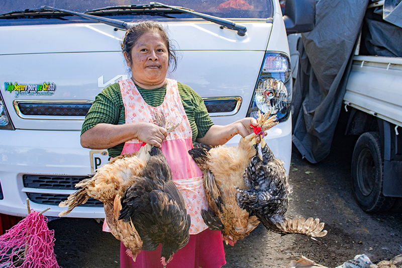 El Salvador registra más de 29.4 millones de aves, el 21.6 % está en patios de hogares