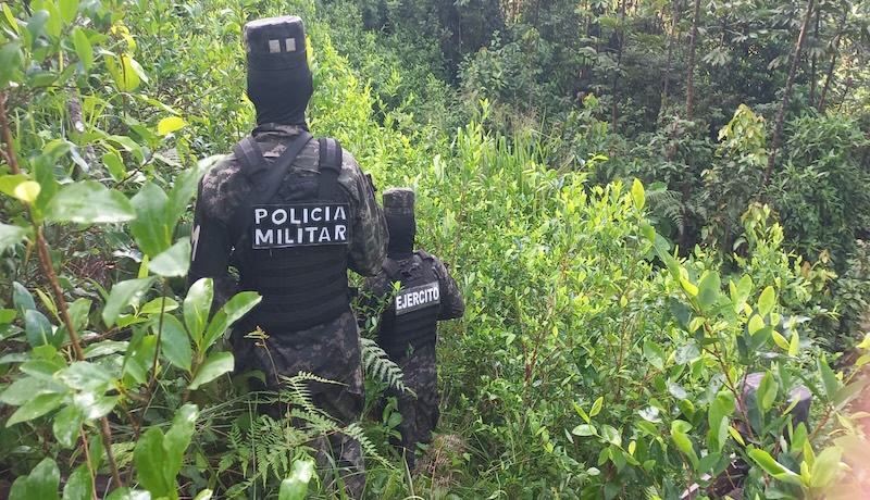 La ONU alerta de un aumento alarmante en el cultivo de coca en Centroamérica